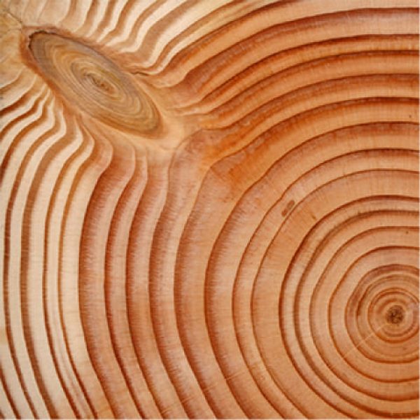 Douglas Fir